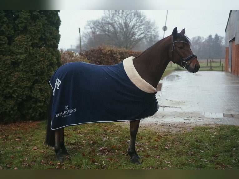 Pony tedesco Castrone 6 Anni 148 cm Baio in Datteln