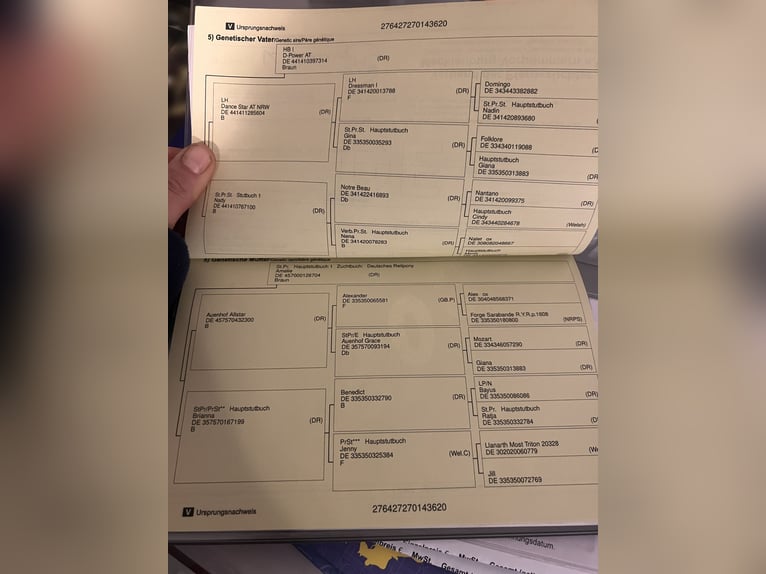 Pony tedesco Castrone 6 Anni 148 cm Baio in Datteln