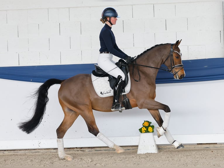 Pony tedesco Castrone 6 Anni 148 cm Baio in Marsberg