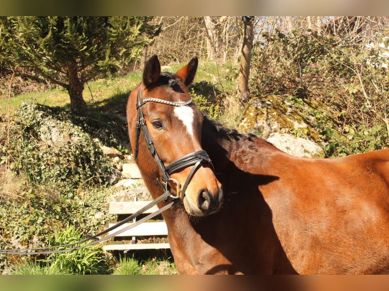 Pony tedesco Castrone 6 Anni 148 cm Baio in Rinchnach