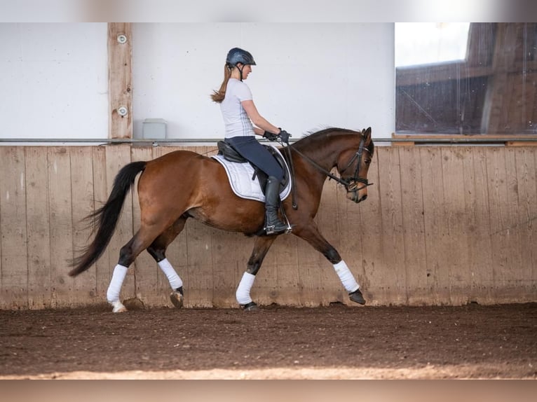 Pony tedesco Castrone 6 Anni 148 cm Baio in Rinchnach