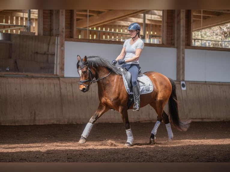Pony tedesco Castrone 6 Anni 148 cm Baio in Rinchnach