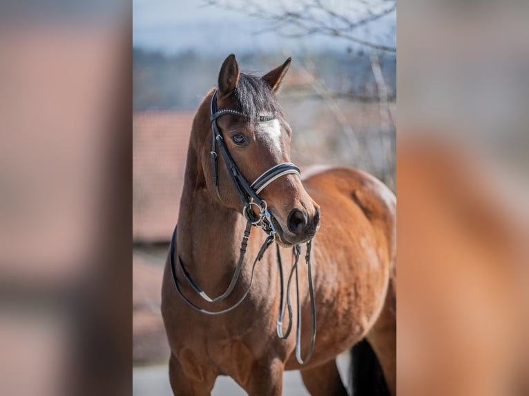 Pony tedesco Castrone 6 Anni 148 cm Baio in Rinchnach
