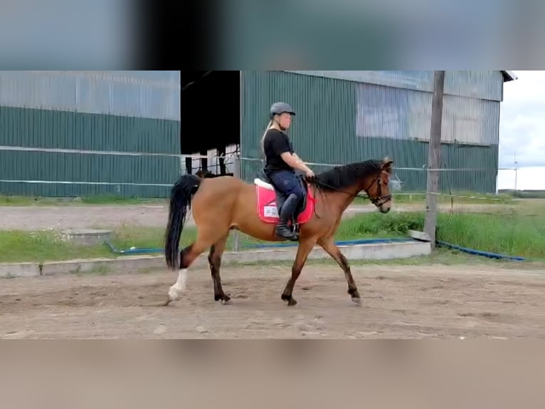Pony tedesco Castrone 6 Anni 148 cm Baio in Angern