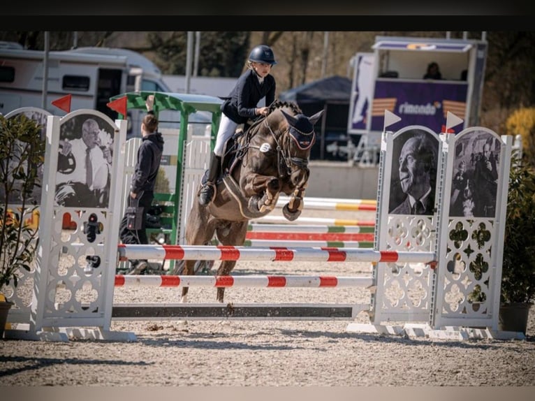Pony tedesco Castrone 6 Anni 148 cm Baio scuro in Dortmund