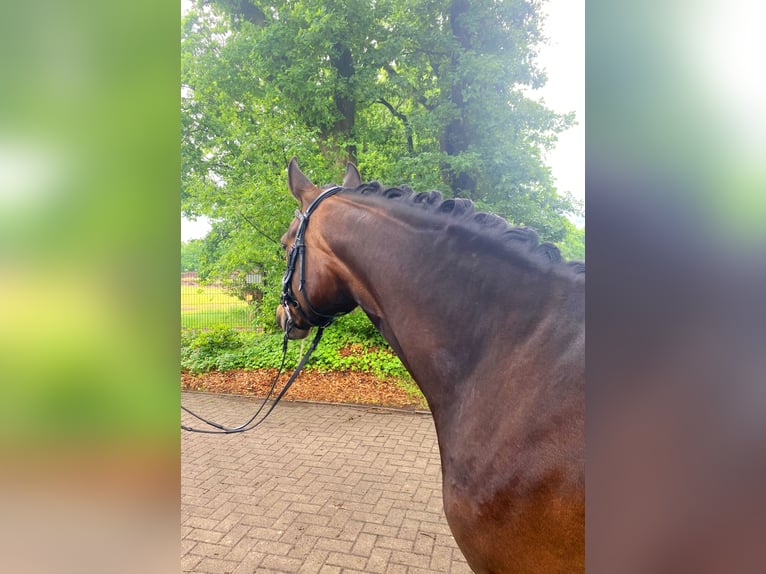 Pony tedesco Castrone 6 Anni 148 cm Baio scuro in Lingen