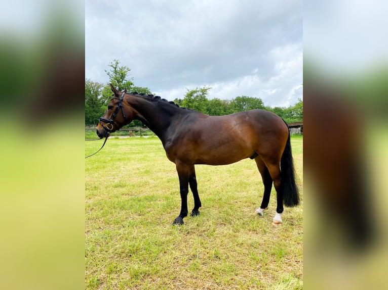 Pony tedesco Castrone 6 Anni 148 cm Baio scuro in Lingen
