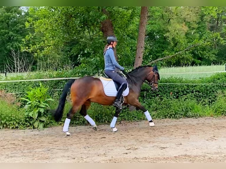 Pony tedesco Castrone 6 Anni 148 cm Baio scuro in Lingen