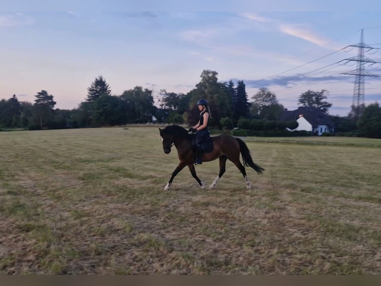 Pony tedesco Castrone 6 Anni 148 cm Baio scuro in Ratingen