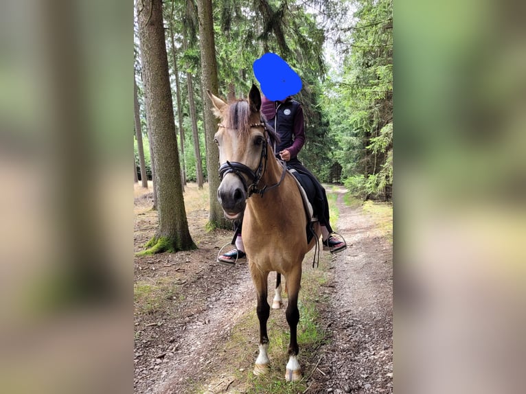 Pony tedesco Castrone 6 Anni 148 cm Falbo in Stollberg