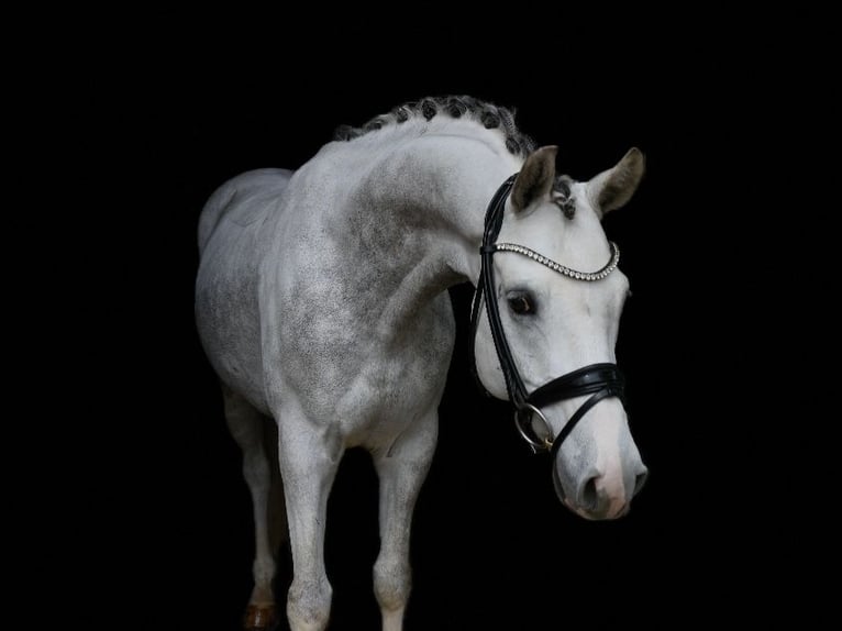 Pony tedesco Castrone 6 Anni 148 cm Grigio in Recke