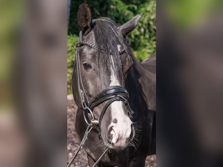 Pony tedesco Castrone 6 Anni 148 cm Morello in TeltowTeltow
