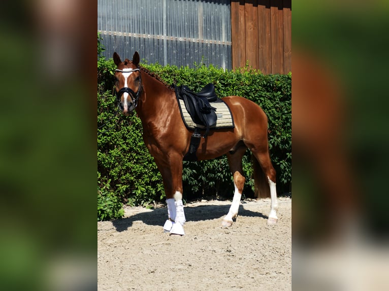 Pony tedesco Castrone 6 Anni 148 cm Sauro in Landsberg