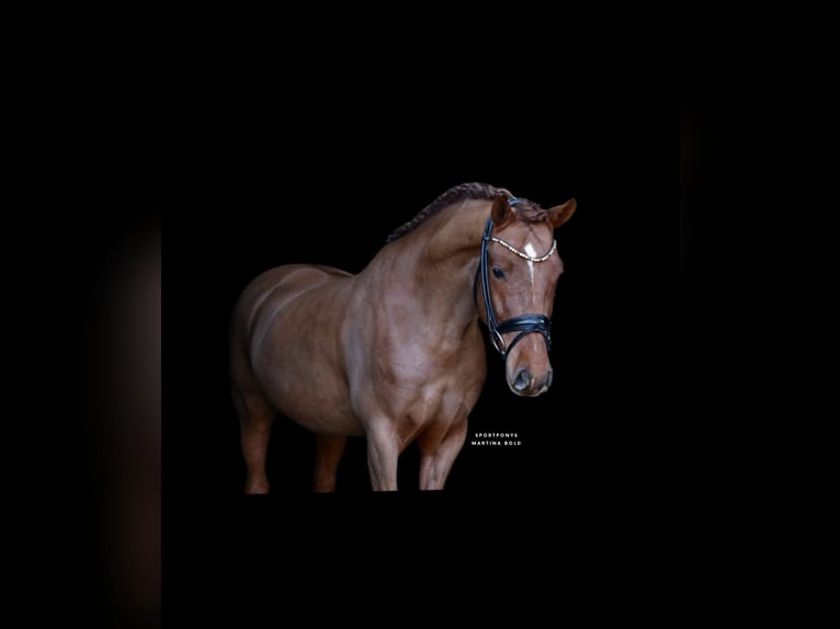 Pony tedesco Castrone 6 Anni 148 cm Sauro in Recke, bei Osnabrück