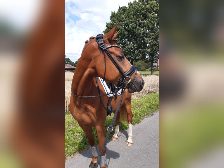 Pony tedesco Castrone 6 Anni 148 cm Sauro in Selm