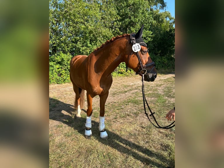 Pony tedesco Castrone 6 Anni 148 cm Sauro in Fürstenau