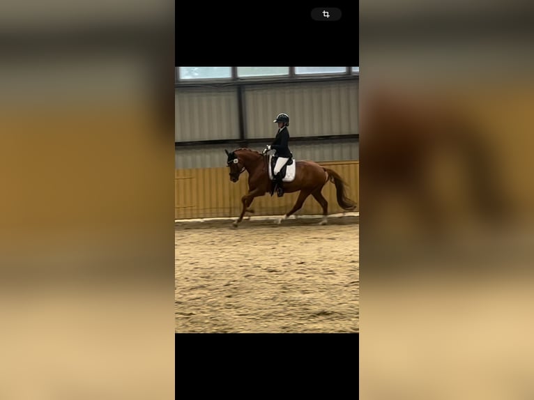 Pony tedesco Castrone 6 Anni 148 cm Sauro in Fürstenau