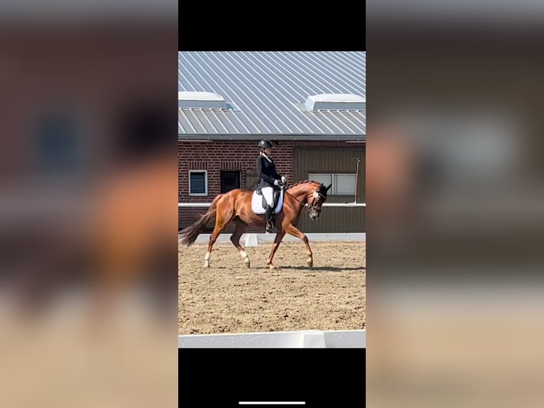 Pony tedesco Castrone 6 Anni 148 cm Sauro in Fürstenau