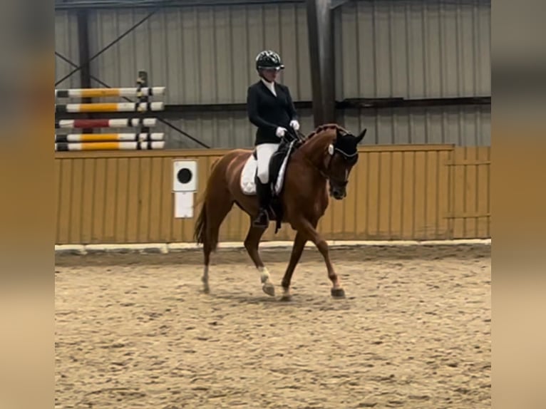 Pony tedesco Castrone 6 Anni 148 cm Sauro in Fürstenau