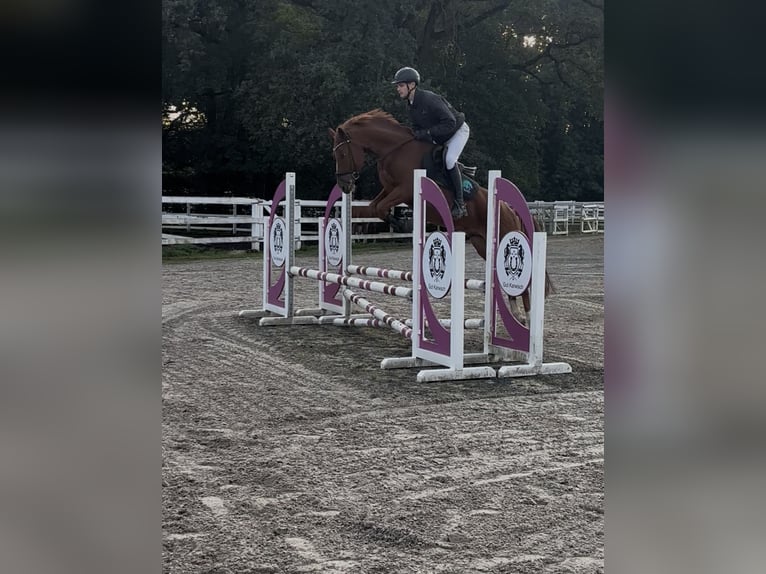 Pony tedesco Castrone 6 Anni 148 cm Sauro in Fürstenau