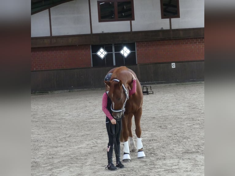 Pony tedesco Castrone 6 Anni 148 cm Sauro in Fürstenau