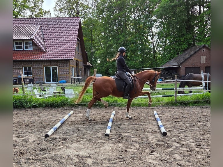 Pony tedesco Castrone 6 Anni 148 cm Sauro in Ganderkesee