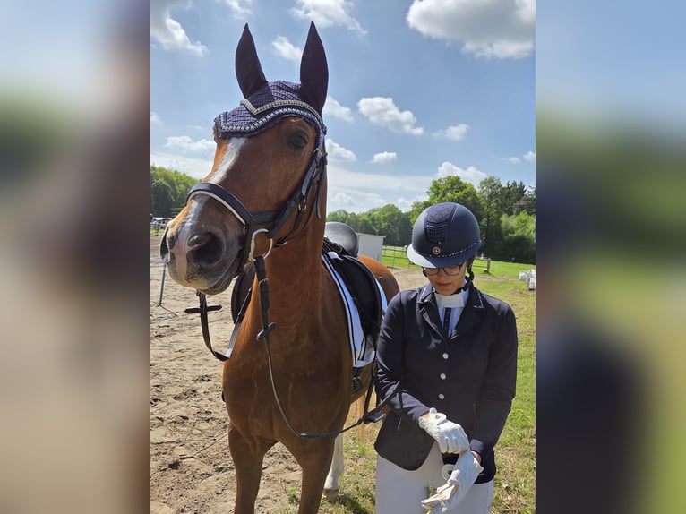 Pony tedesco Castrone 6 Anni 148 cm Sauro in Ganderkesee