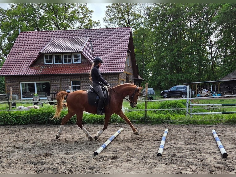 Pony tedesco Castrone 6 Anni 148 cm Sauro in Ganderkesee