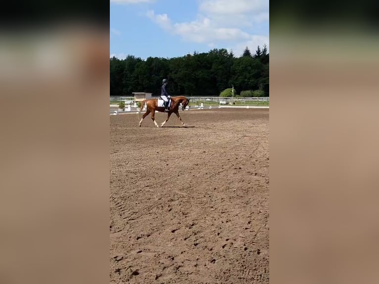 Pony tedesco Castrone 6 Anni 148 cm Sauro in Ganderkesee