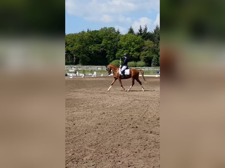 Pony tedesco Castrone 6 Anni 148 cm Sauro in Ganderkesee