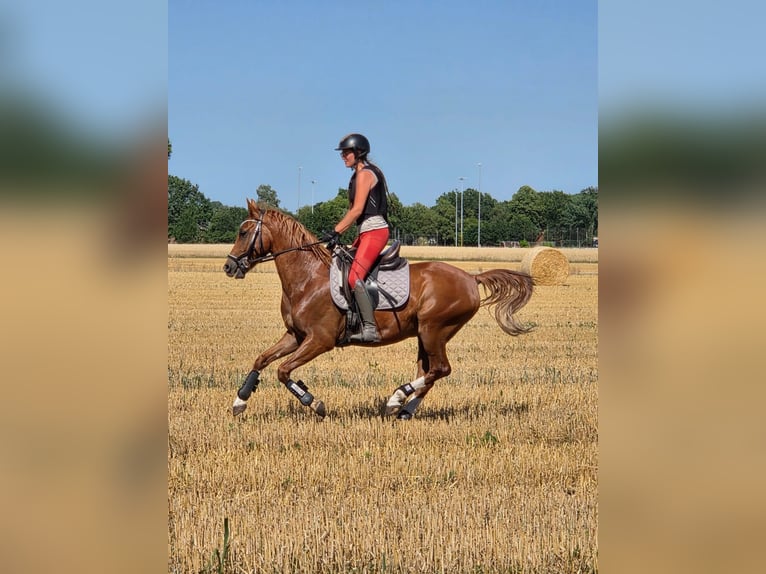 Pony tedesco Castrone 6 Anni 148 cm Sauro in Ganderkesee