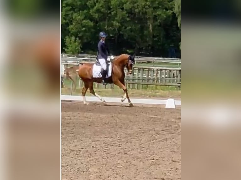 Pony tedesco Castrone 6 Anni 148 cm Sauro in Ganderkesee