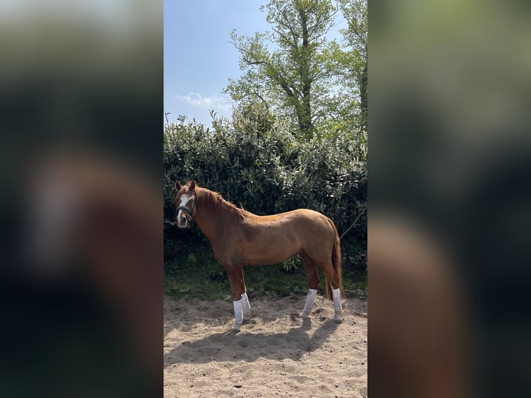 Pony tedesco Castrone 6 Anni 148 cm Sauro in Dobersdorf