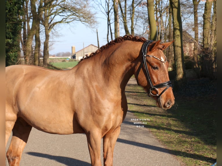 Pony tedesco Castrone 6 Anni 148 cm Sauro in Recke, bei Osnabrück