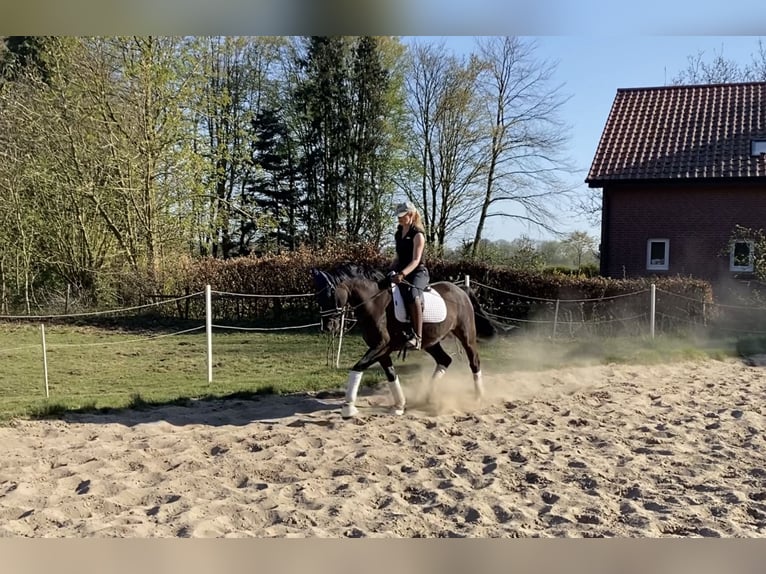 Pony tedesco Castrone 6 Anni 148 cm Sauro scuro in Alfstedt