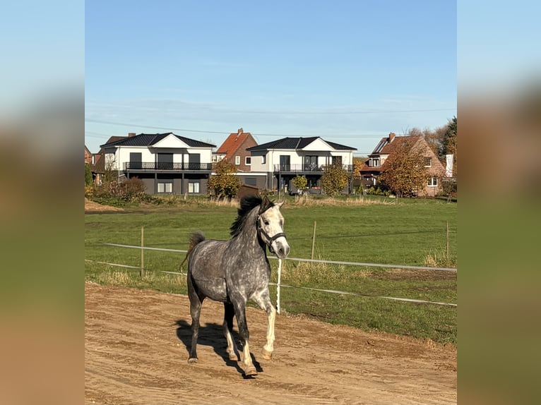 Pony tedesco Castrone 6 Anni 151 cm Grigio pezzato in Stade