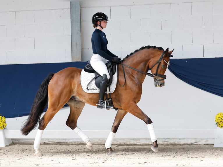 Pony tedesco Castrone 6 Anni 152 cm Baio in Marsberg