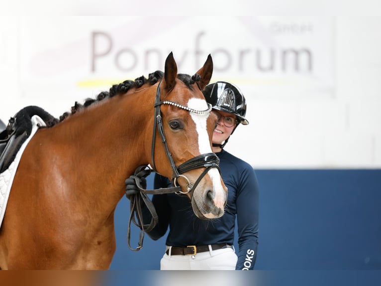 Pony tedesco Castrone 6 Anni 152 cm Baio in Marsberg