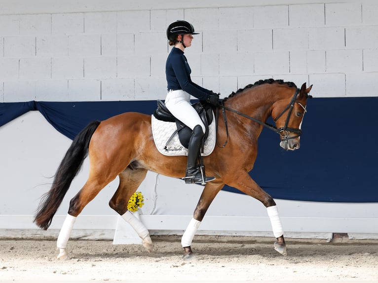 Pony tedesco Castrone 6 Anni 152 cm Baio in Marsberg