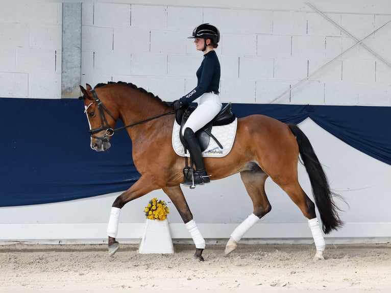 Pony tedesco Castrone 6 Anni 152 cm Baio in Marsberg
