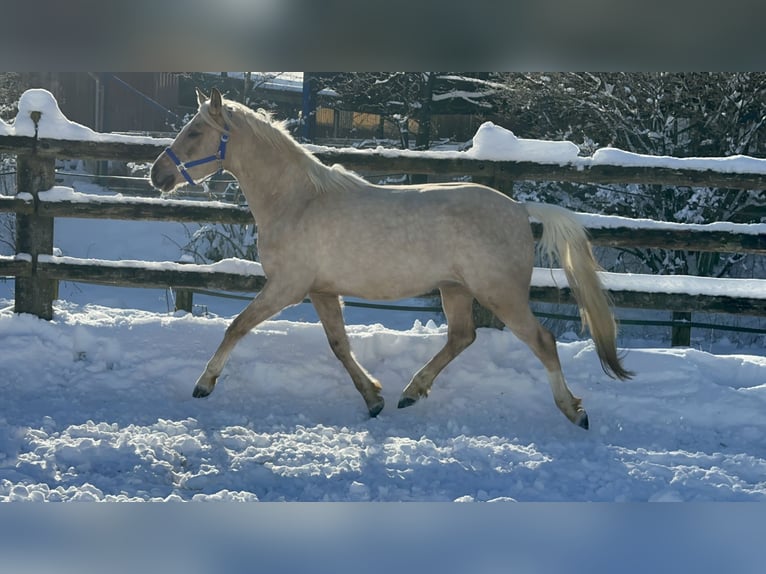 Pony tedesco Castrone 6 Anni 152 cm Palomino in Kreuztal