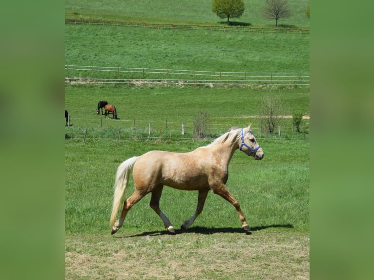 Pony tedesco Castrone 6 Anni 152 cm Palomino in Kreuztal