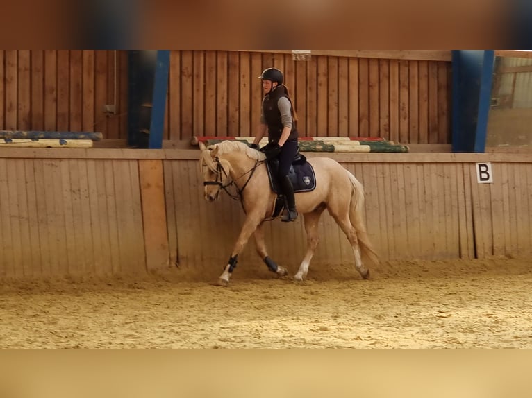 Pony tedesco Castrone 6 Anni 152 cm Palomino in Kreuztal