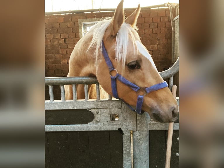 Pony tedesco Castrone 6 Anni 152 cm Palomino in Viersen