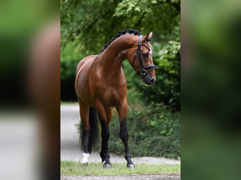 Pony tedesco Castrone 6 Anni 153 cm Baio in Essen