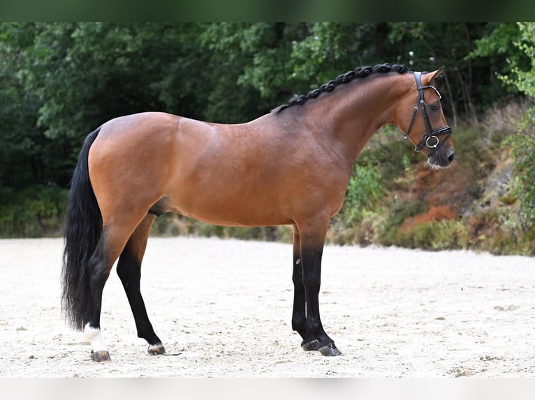 Pony tedesco Castrone 6 Anni 153 cm Baio in Essen