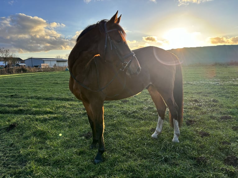 Pony tedesco Castrone 6 Anni 153 cm Baio in Syke