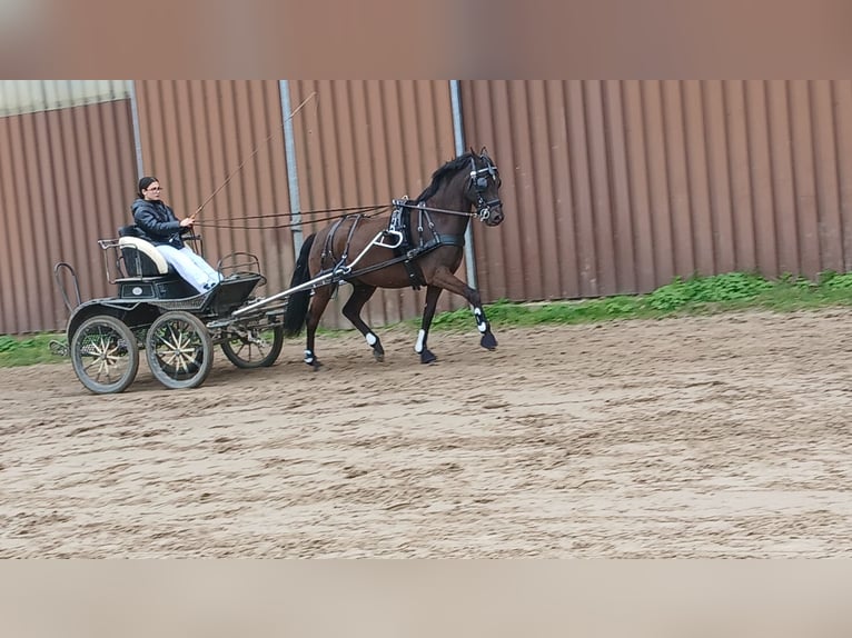 Pony tedesco Castrone 6 Anni 153 cm Morello in Alfhausen