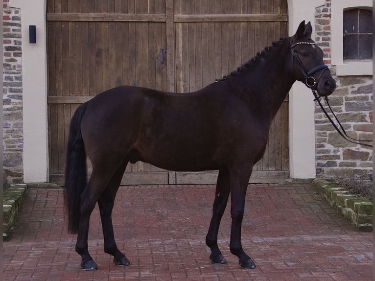 Pony tedesco Castrone 6 Anni 153 cm Morello in Alfhausen