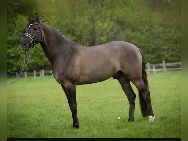 Pony tedesco Castrone 6 Anni 154 cm in Crailsheim